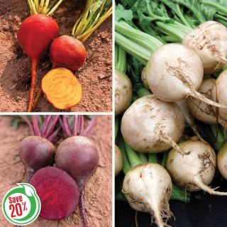 Coloured Beet Collection Thumbnail